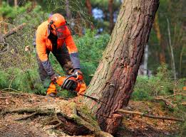 Best Arborist Consultation Services  in Tappan, NY
